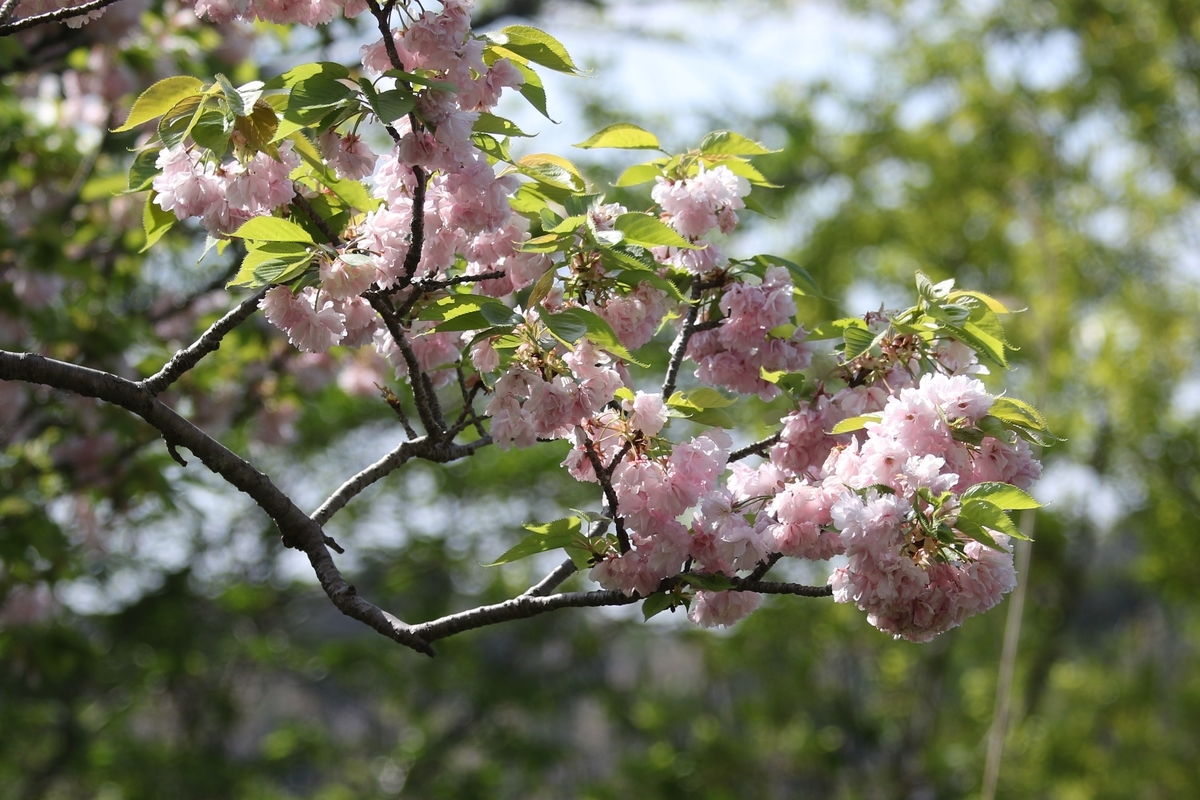 f:id:digibirds:20200424152809j:plain