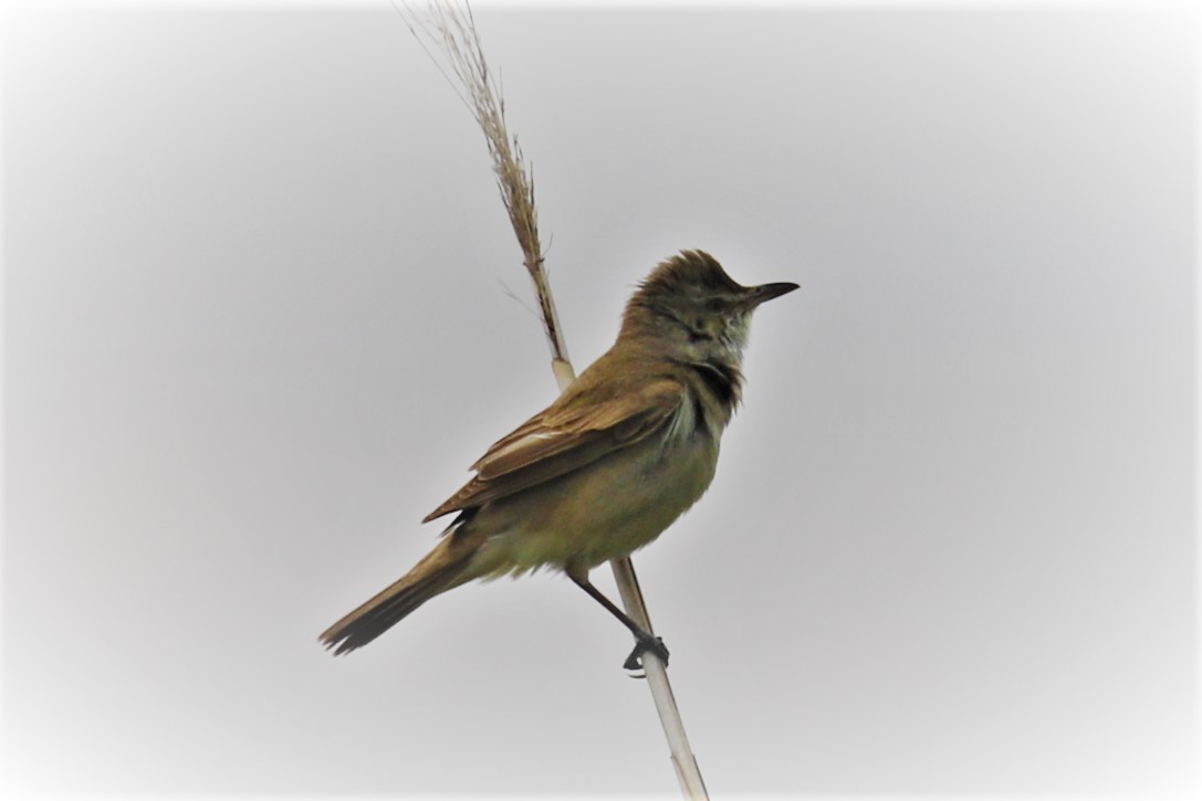 f:id:digibirds:20200428160422j:plain