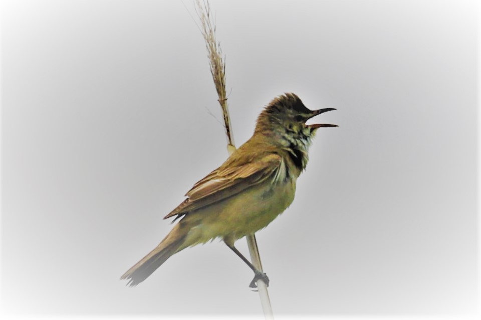 f:id:digibirds:20200428160755j:plain