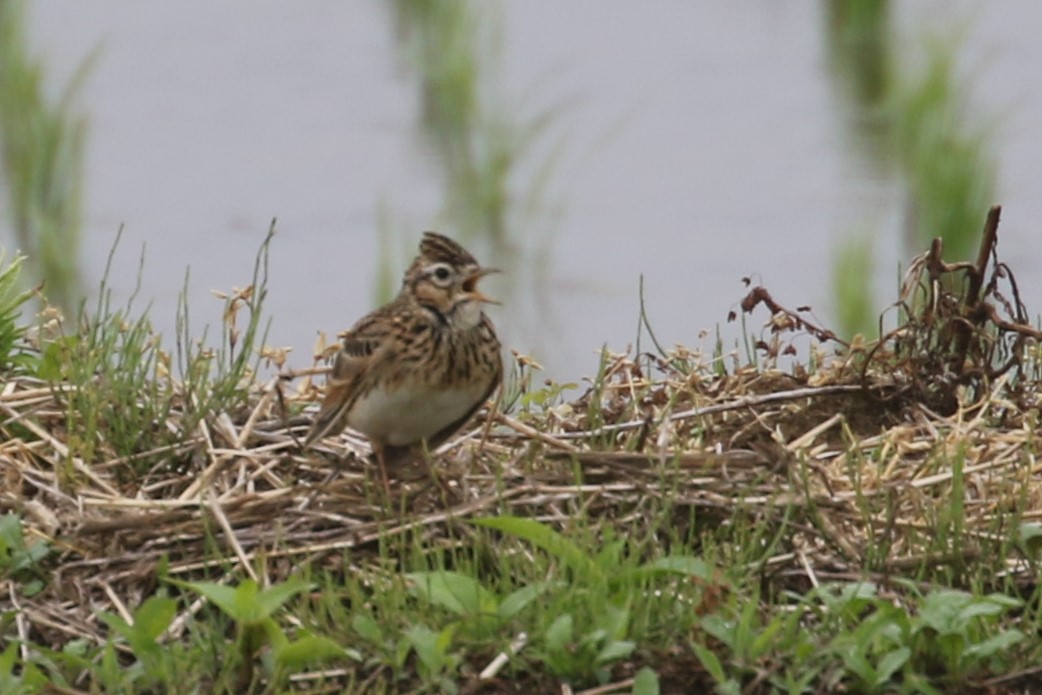 f:id:digibirds:20200511094130j:plain