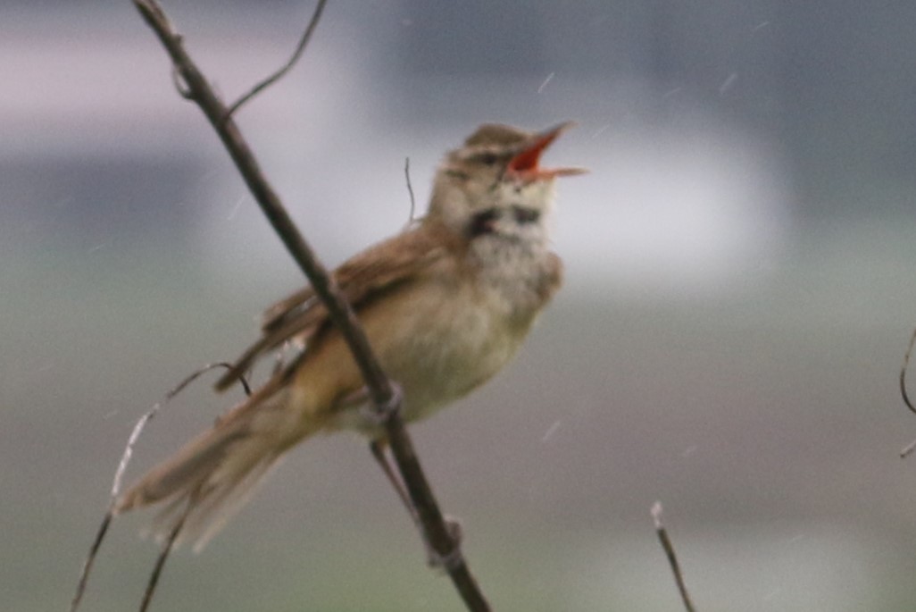 f:id:digibirds:20200522121847j:plain