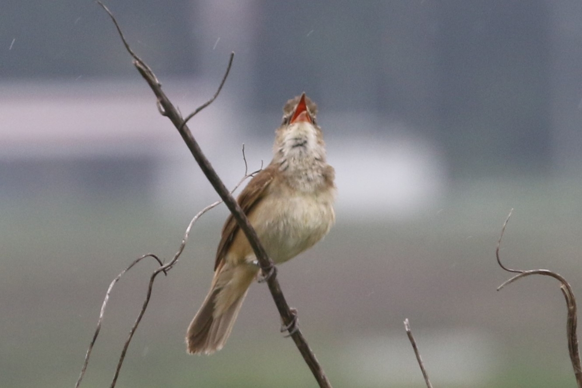 f:id:digibirds:20200522121925j:plain