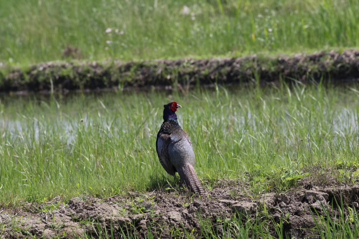 f:id:digibirds:20200603152504j:plain