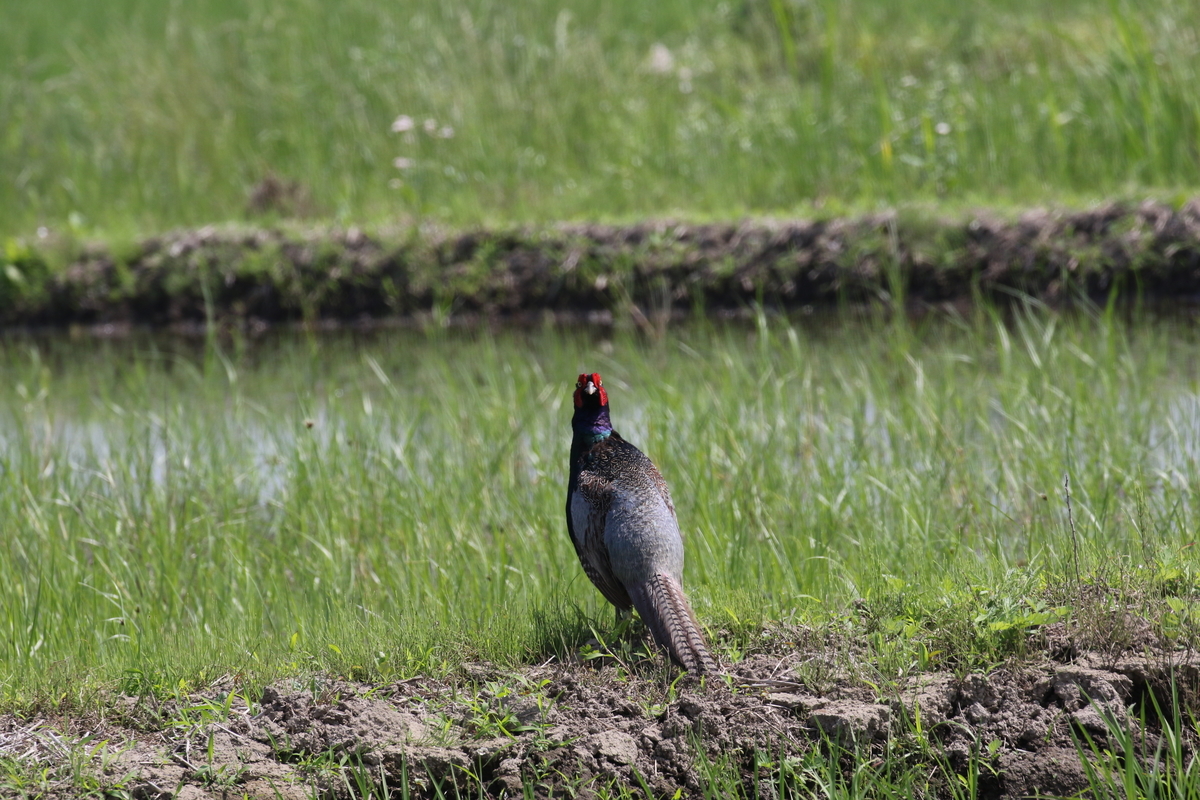 f:id:digibirds:20200603152552j:plain