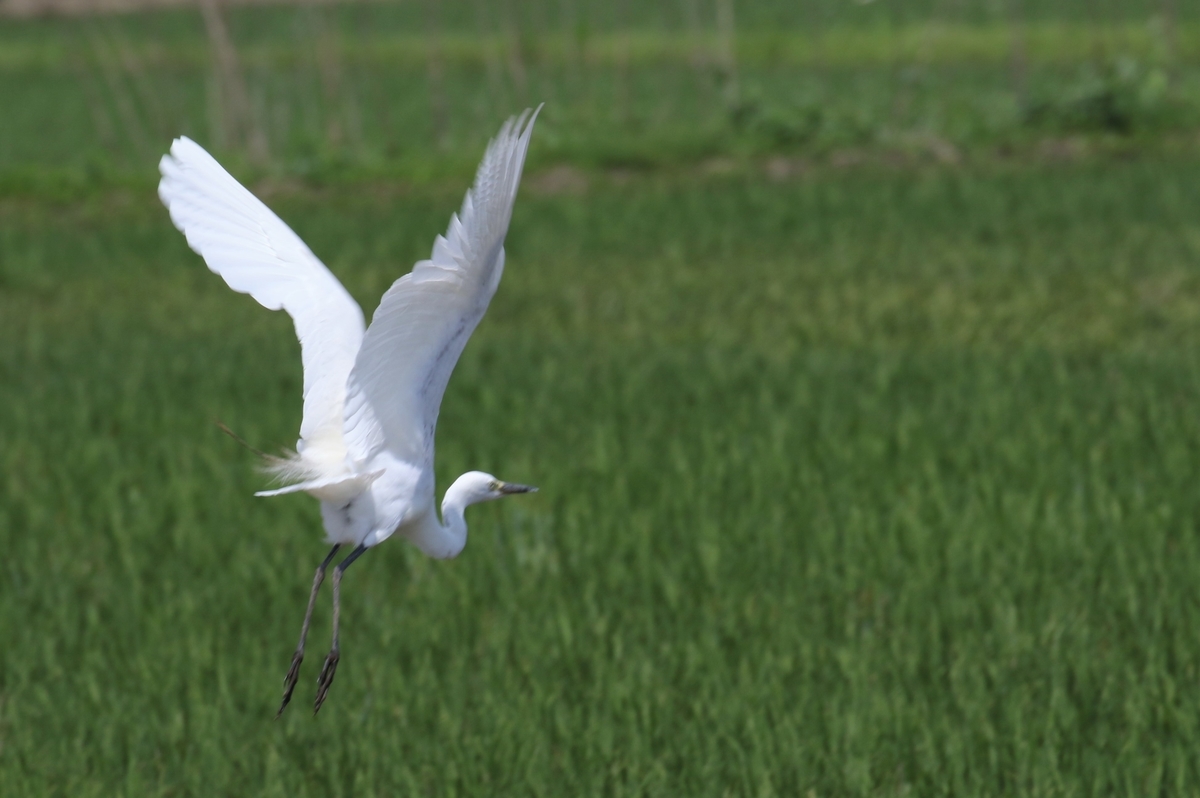 f:id:digibirds:20200603162751j:plain