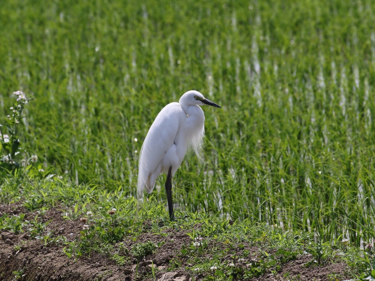 f:id:digibirds:20200603162831j:plain