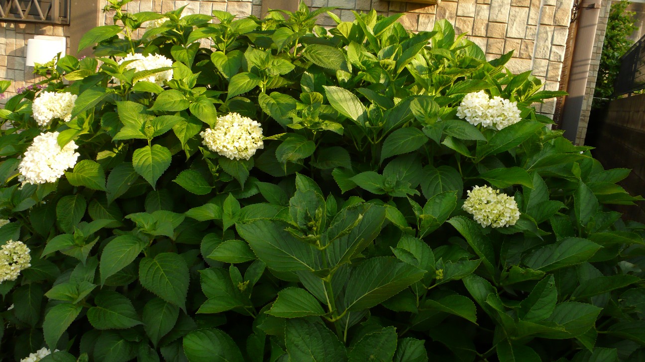 f:id:digibirds:20200605171828j:image