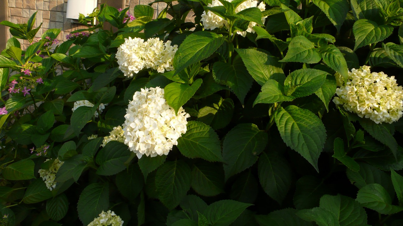 f:id:digibirds:20200605183431j:image