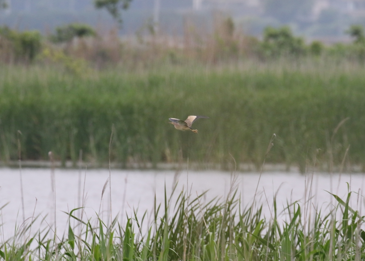 f:id:digibirds:20200606124843j:plain
