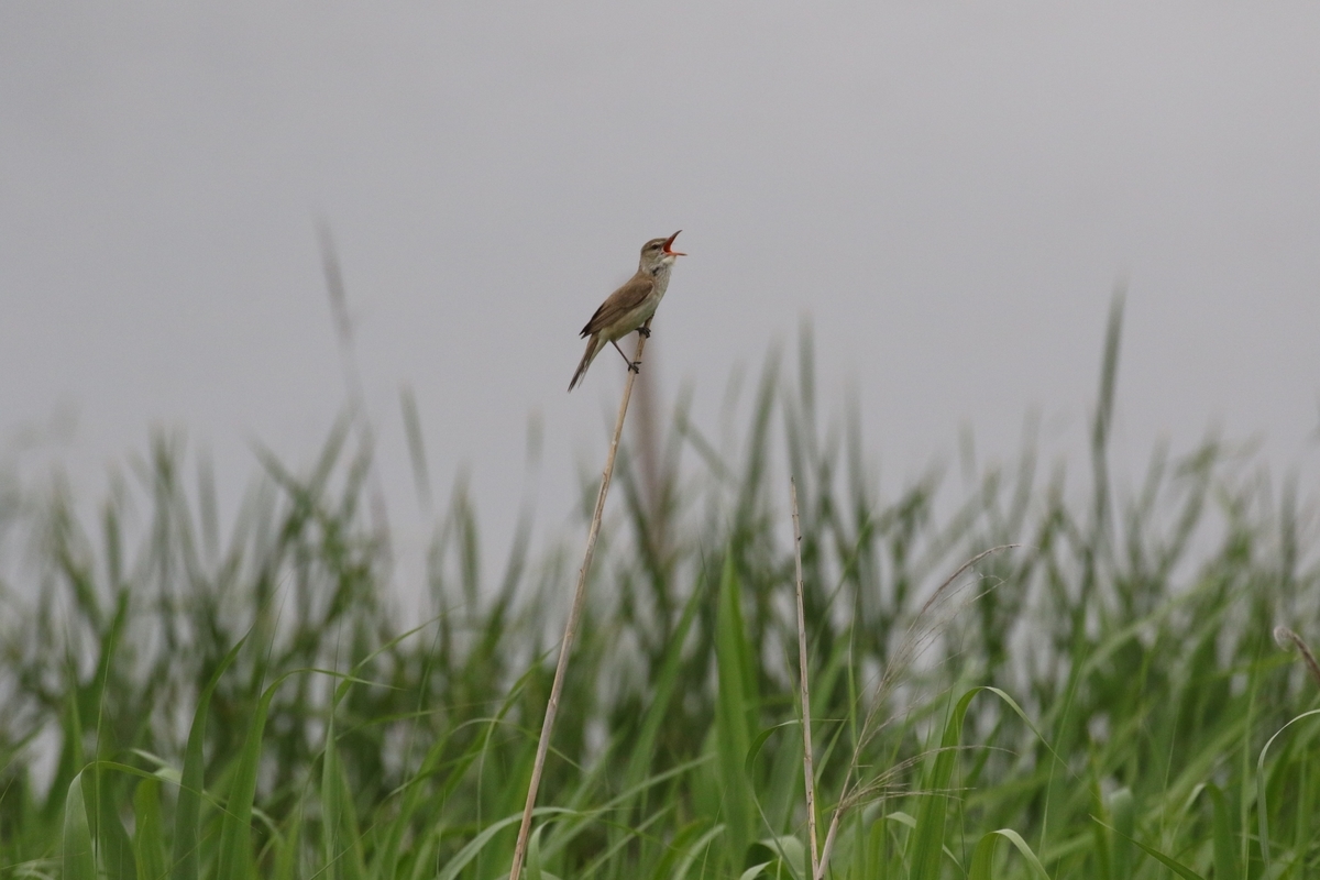 f:id:digibirds:20200607155323j:plain