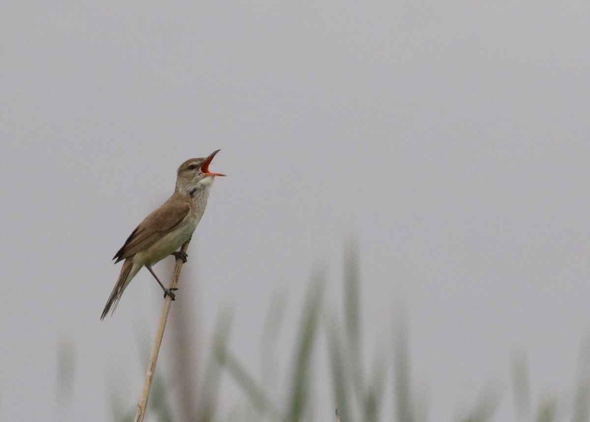 f:id:digibirds:20200607155404j:plain