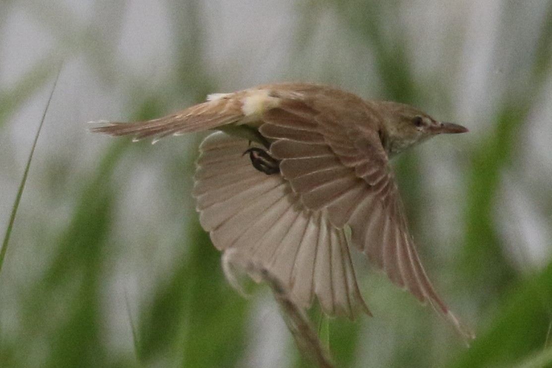 f:id:digibirds:20200607155557j:plain