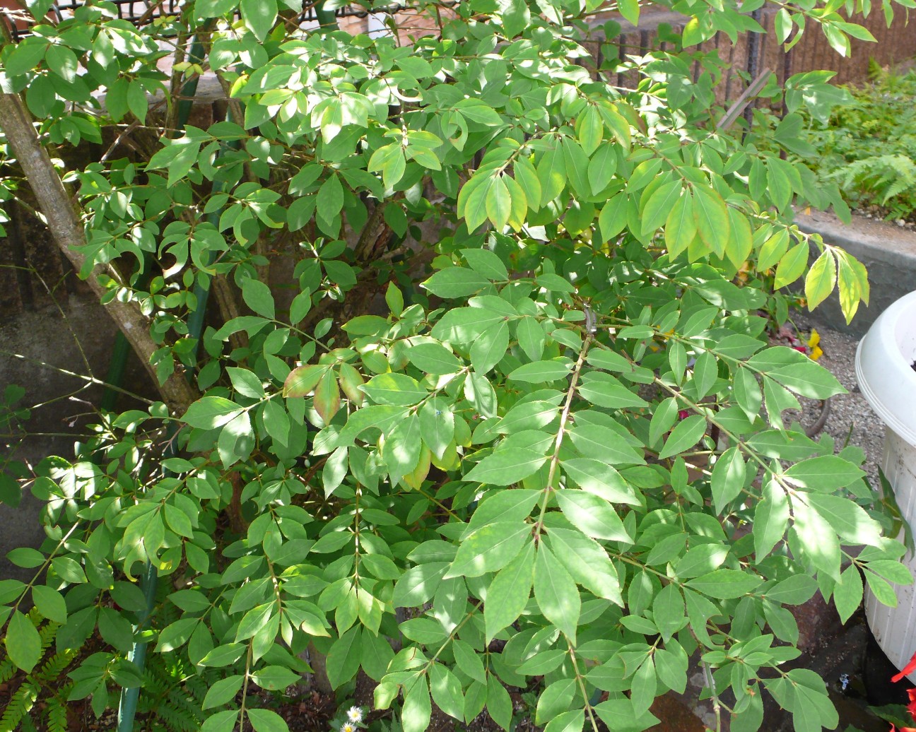 f:id:digibirds:20200610100007j:image f:id:digibirds:20200610100007j:image
