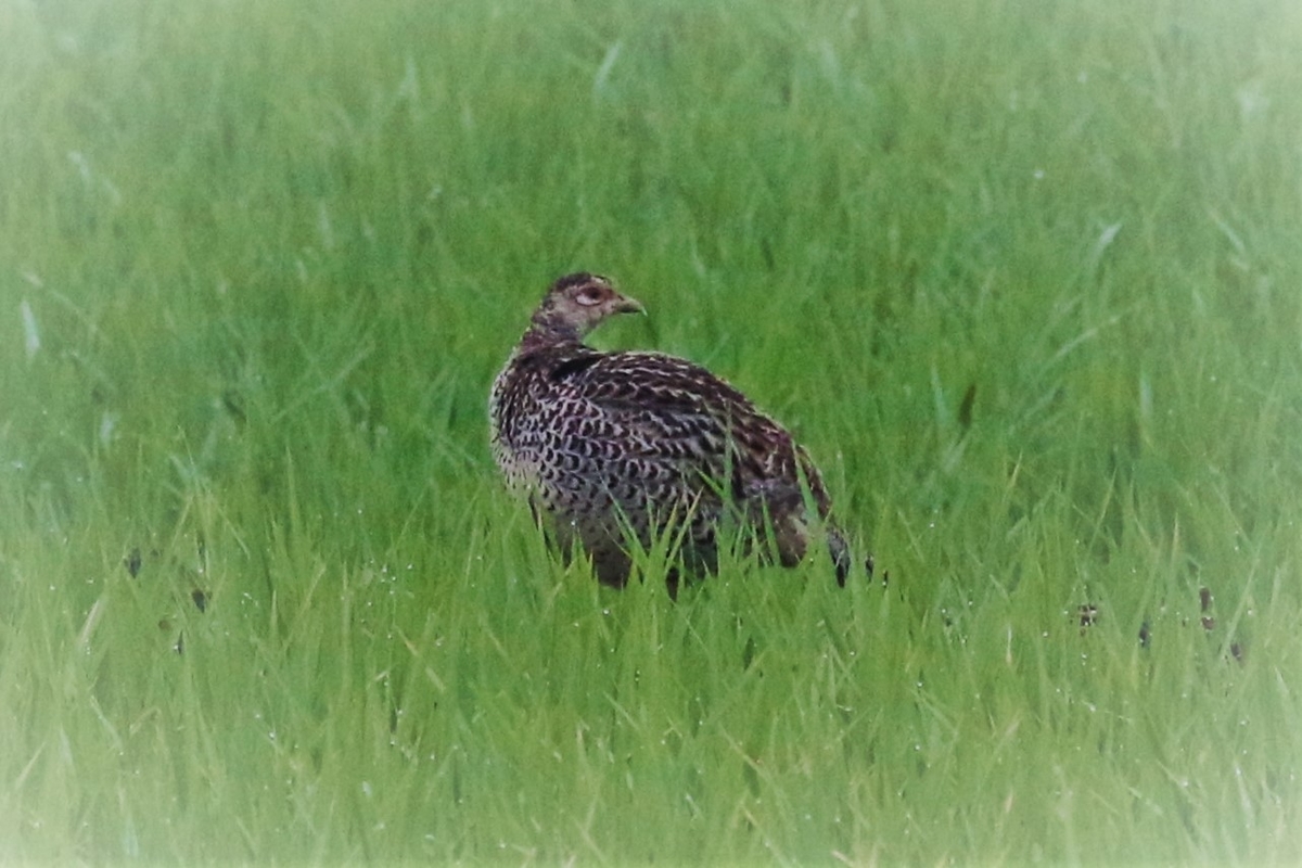 濃霧の中のキジの雌雄 なかなかなかね野鳥と自然の写真館