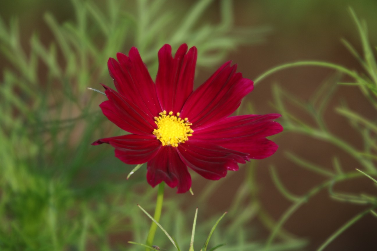f:id:digibirds:20200701061609j:image f:id:digibirds:20200701061609j:image