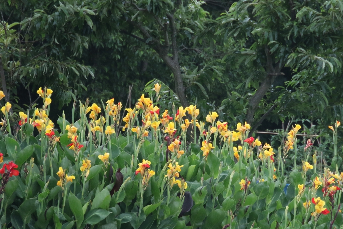 f:id:digibirds:20200705164634j:plain