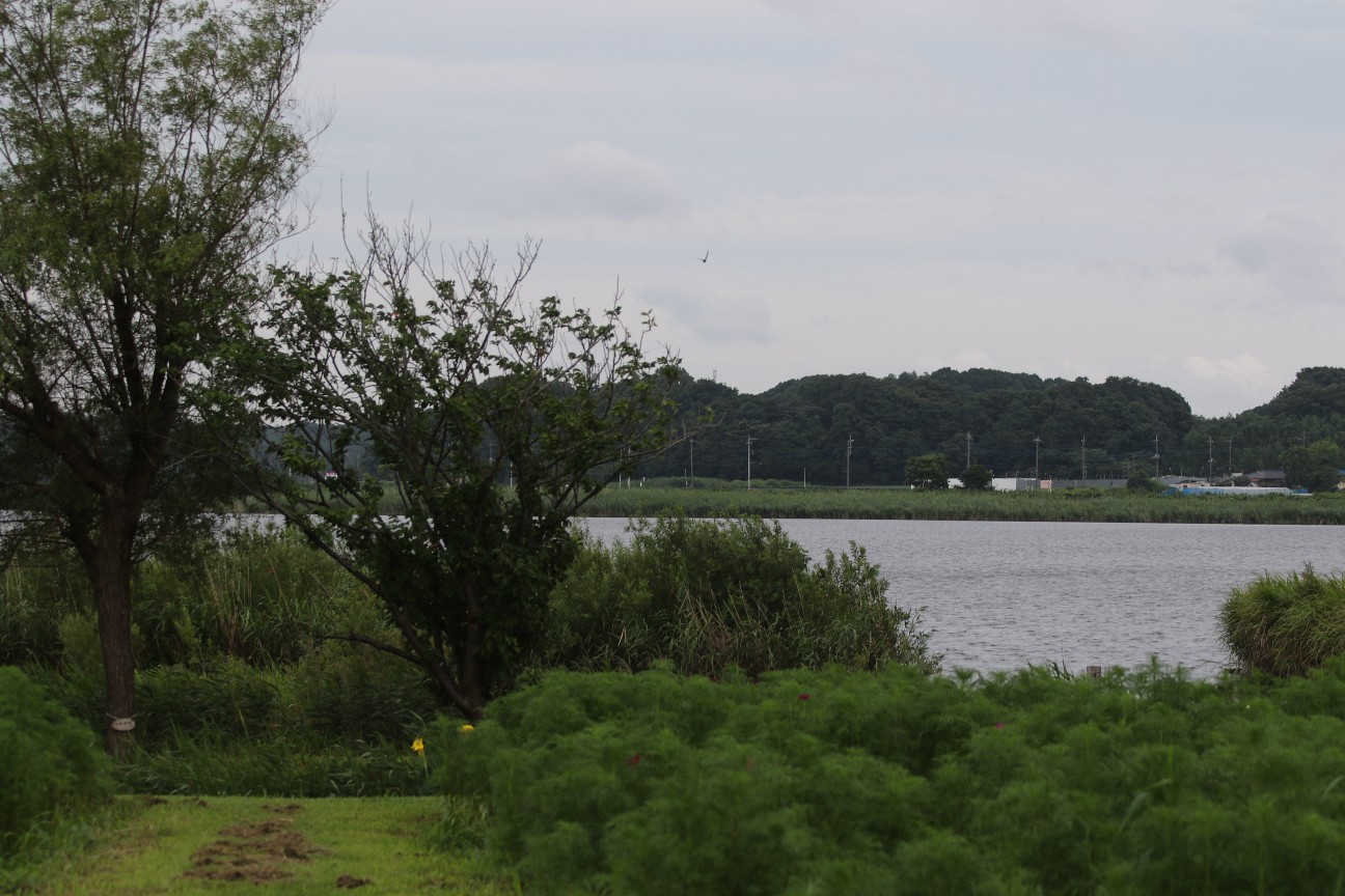f:id:digibirds:20200709101705j:image f:id:digibirds:20200709101705j:image