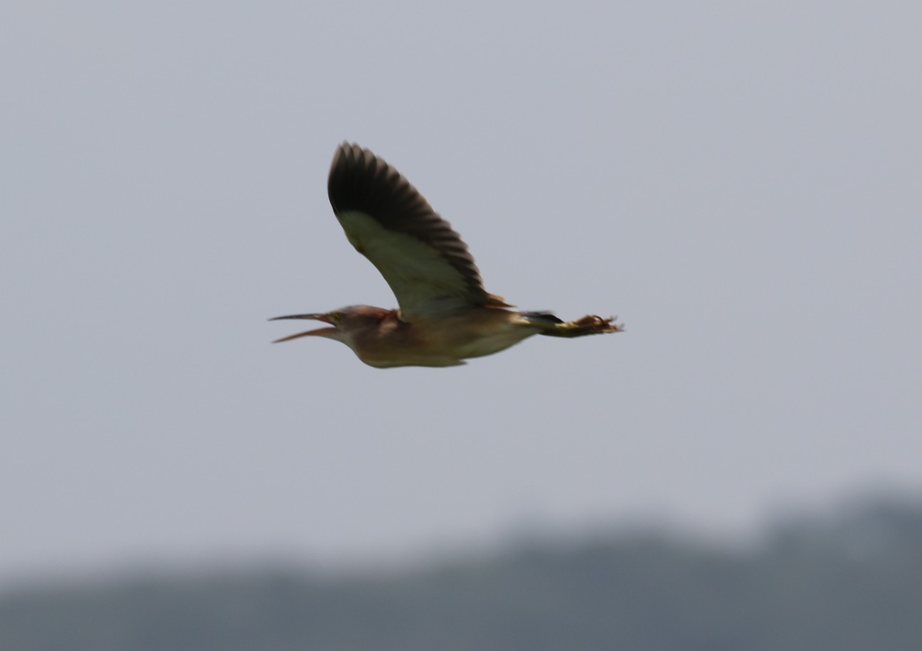 f:id:digibirds:20200712132721j:image