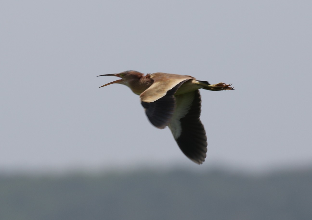 f:id:digibirds:20200712133042j:image