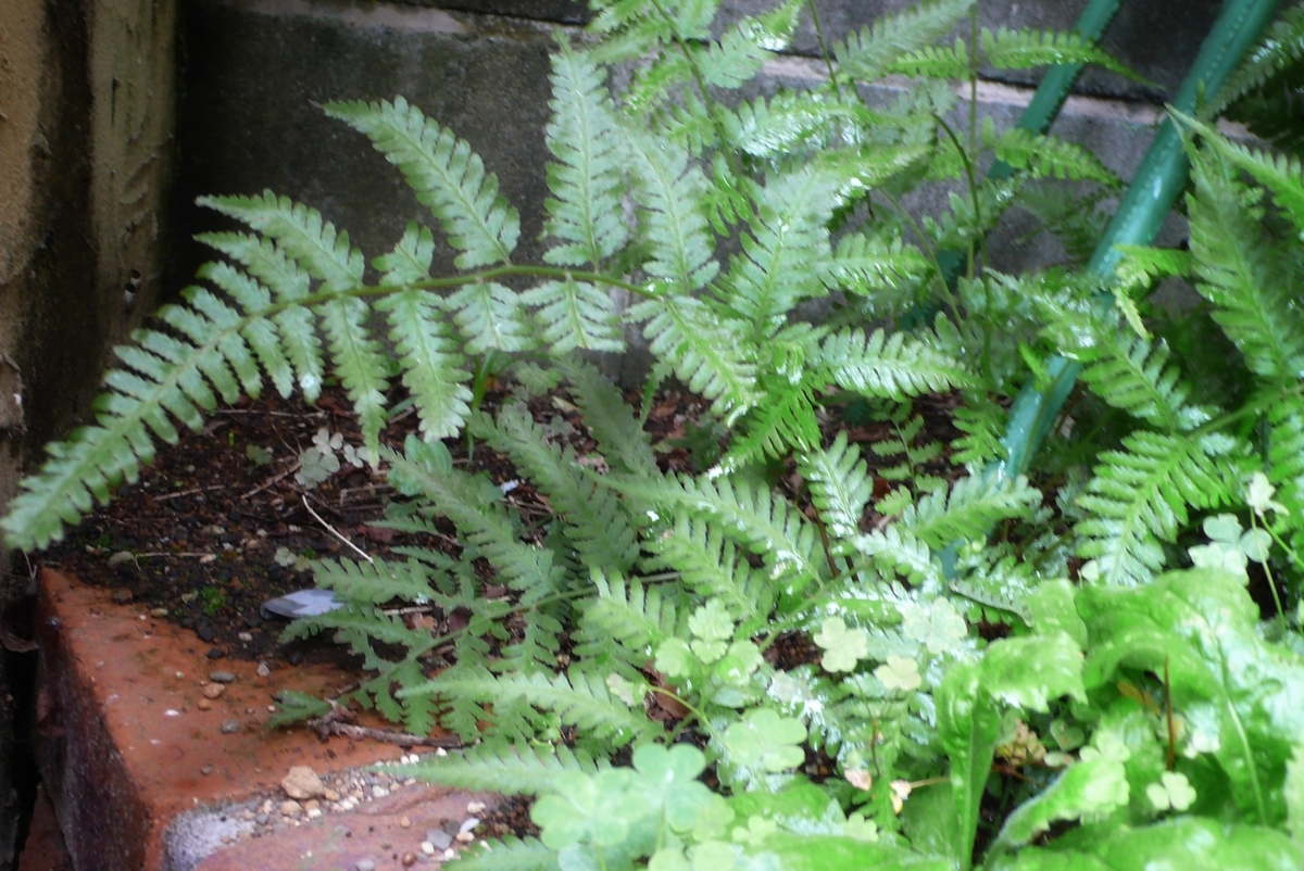 f:id:digibirds:20200715133120j:plain