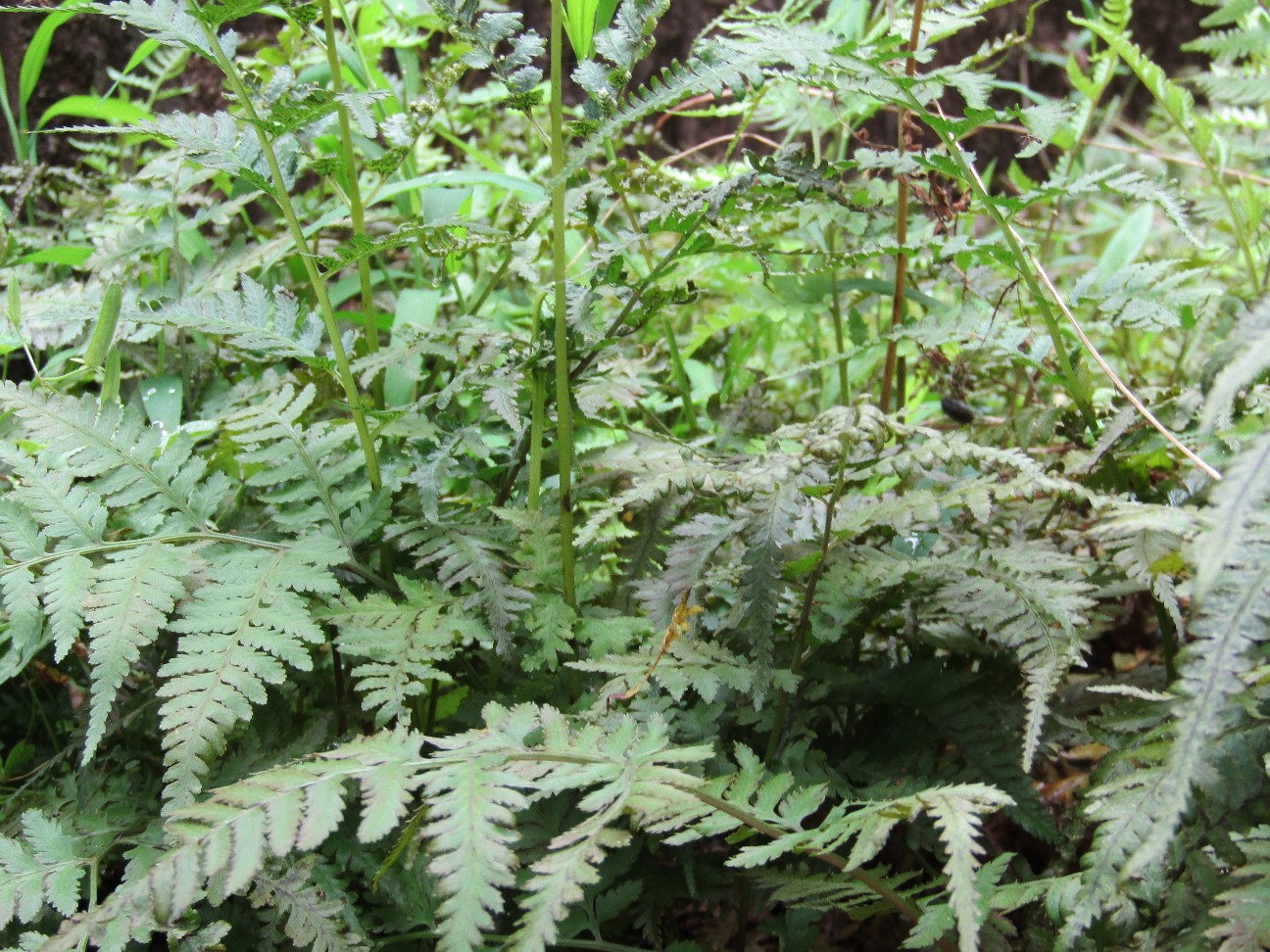 f:id:digibirds:20200728085742j:image f:id:digibirds:20200728085742j:image