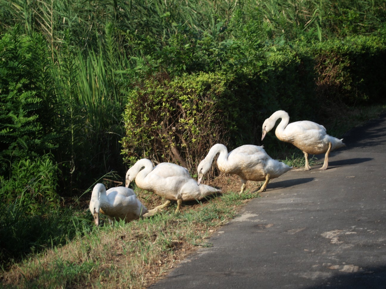 手賀沼遊歩道のコブハクチョウの子供たち なかなかなかね野鳥と自然の写真館 手賀沼遊歩道のコブハクチョウの子供たち なかなかなかね野鳥と自然の写真館