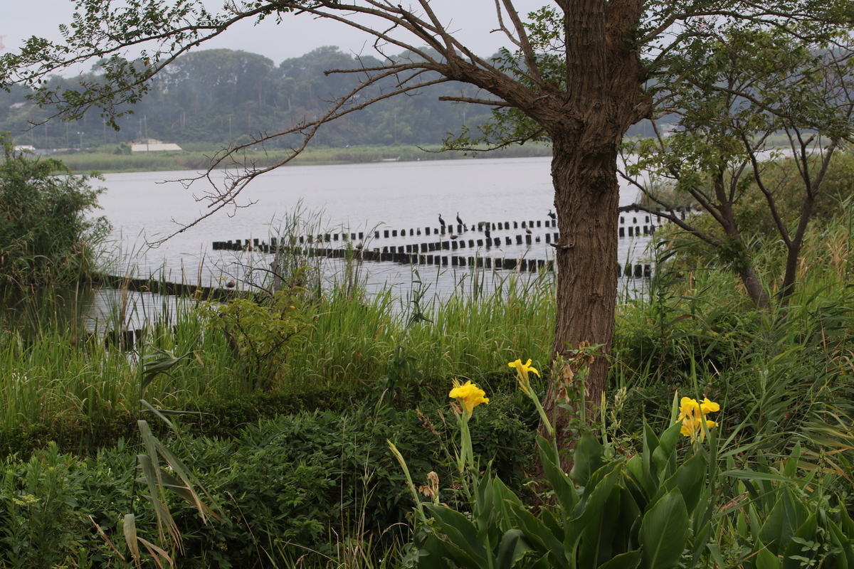f:id:digibirds:20200823112223j:plain f:id:digibirds:20200823112223j:plain
