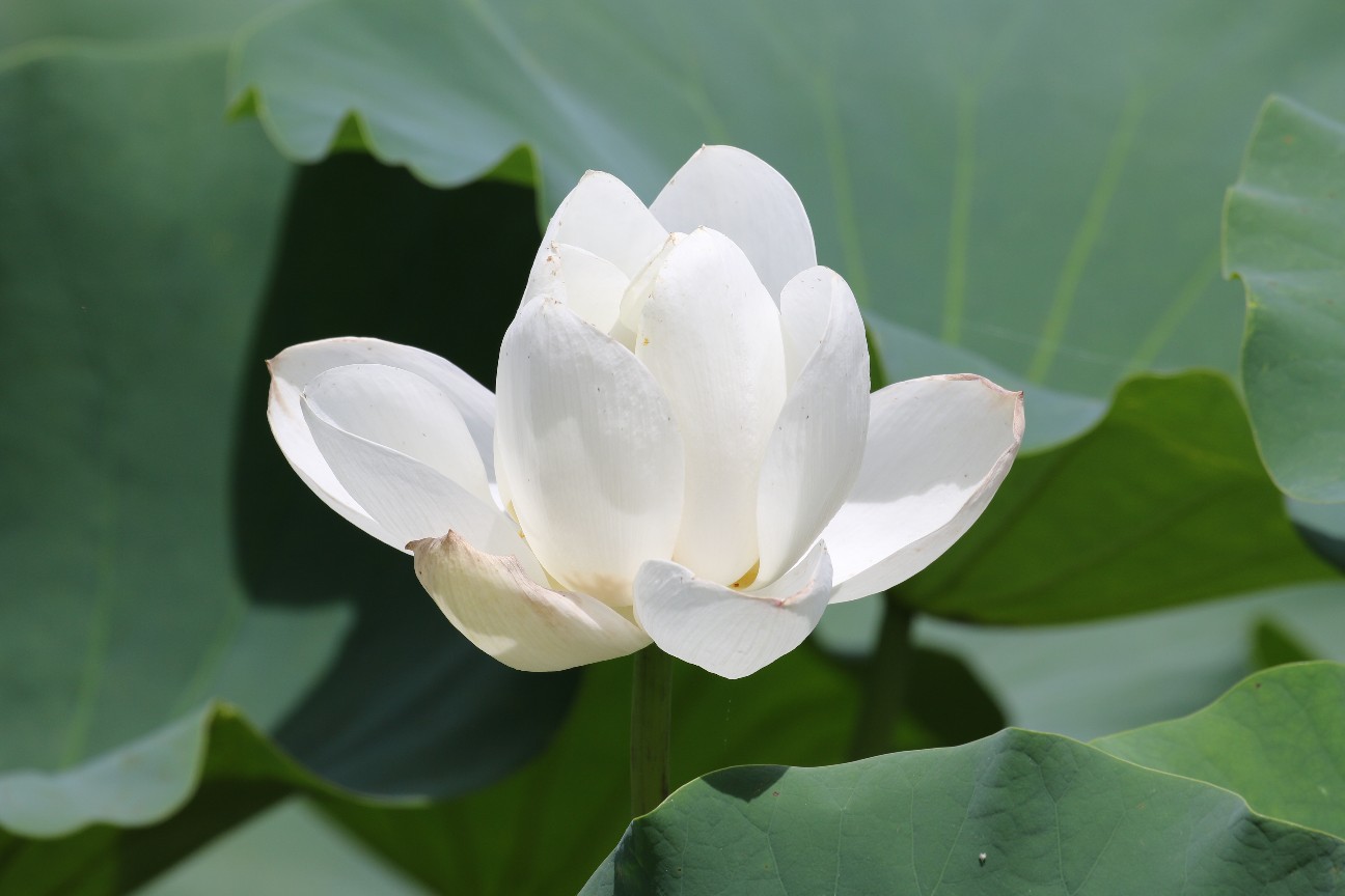 白蓮華(びゃくれんげ) - なかなかなかね野鳥と自然の写真館