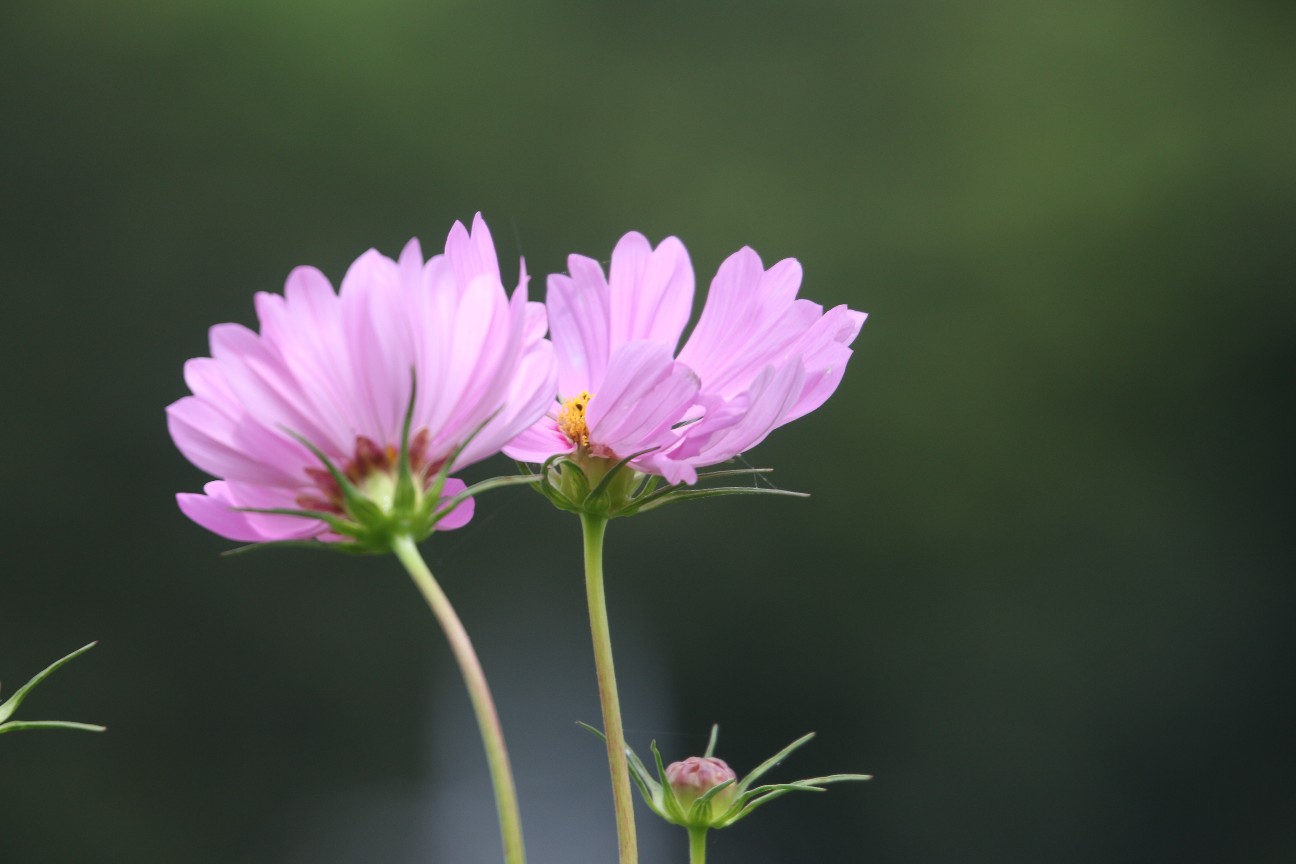 f:id:digibirds:20200912171110j:image f:id:digibirds:20200912171110j:image