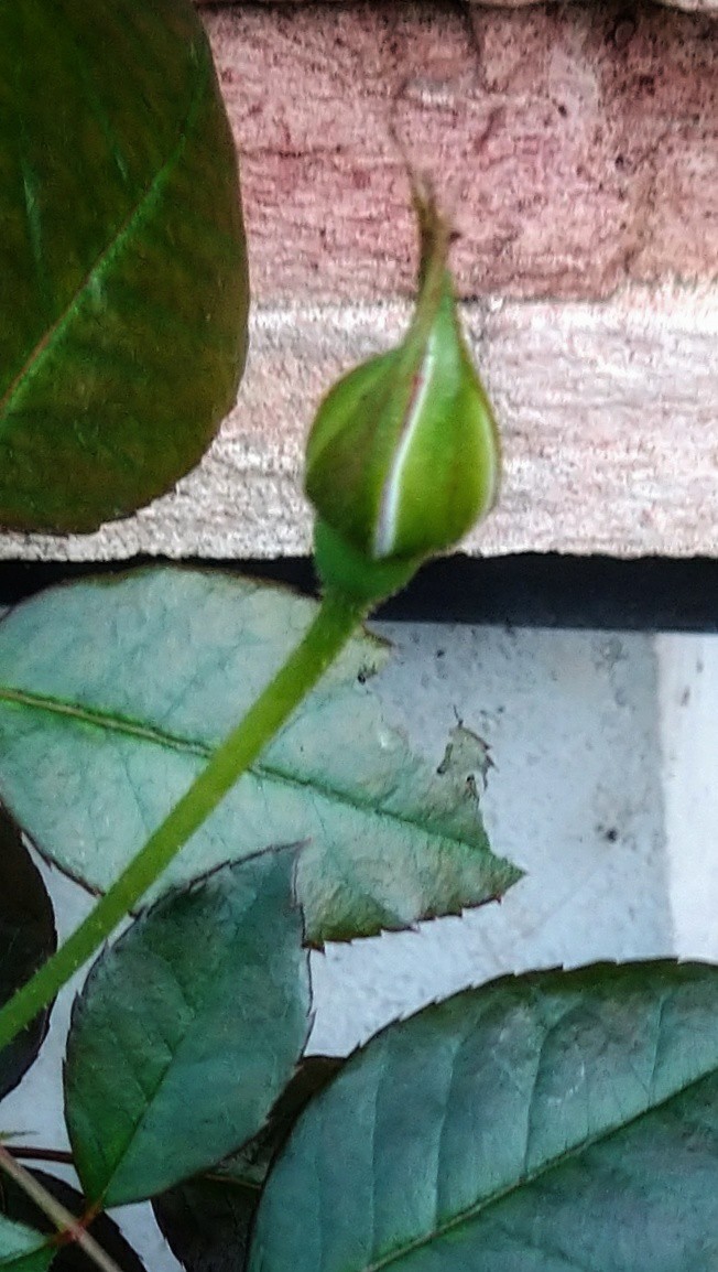 f:id:digibirds:20201016163342j:plain