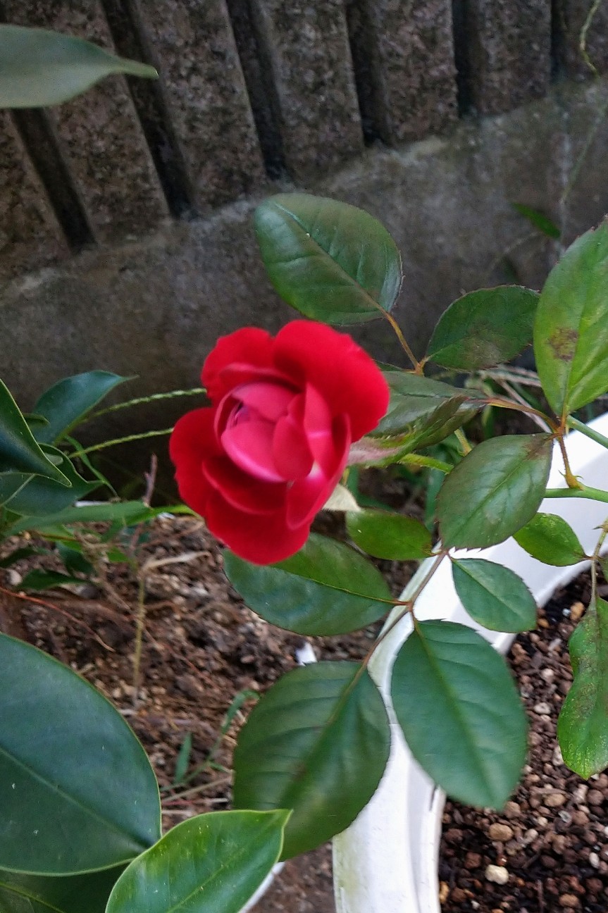 f:id:digibirds:20201016163825j:plain