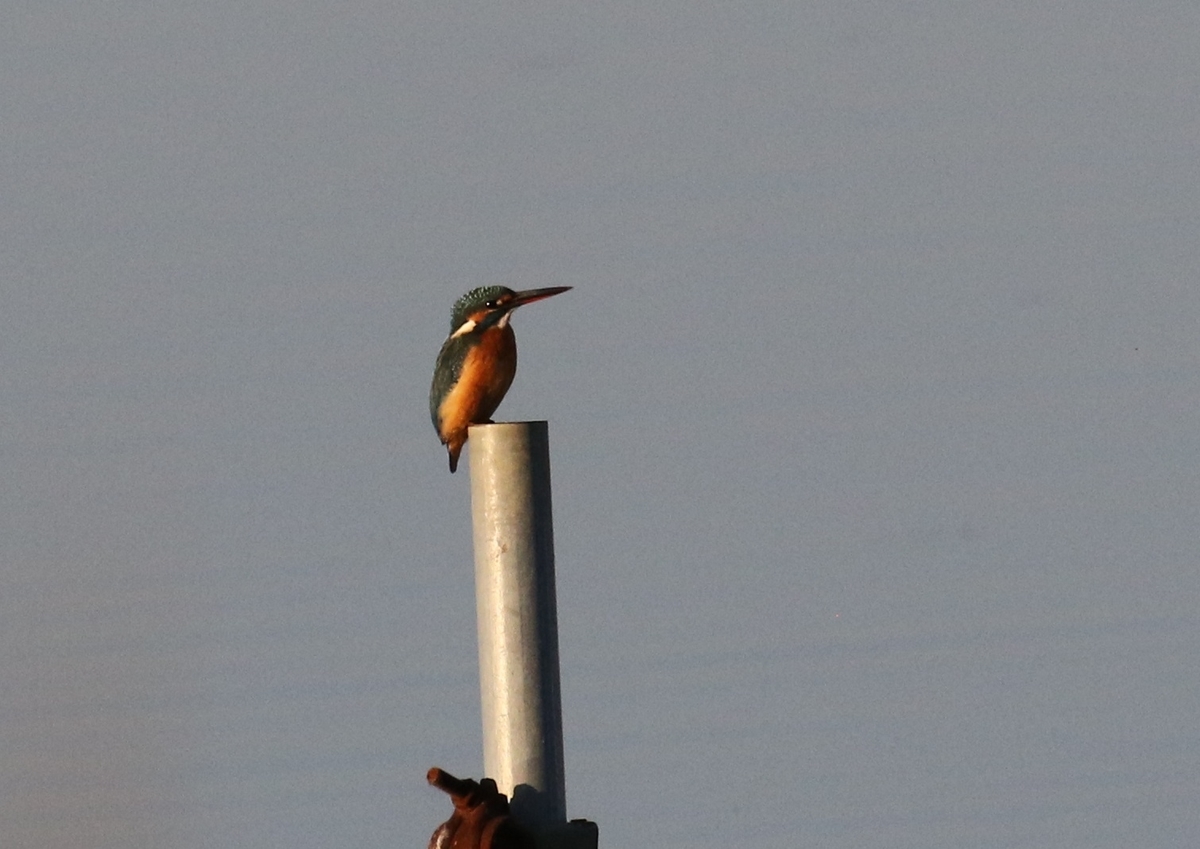 f:id:digibirds:20201114210530j:plain