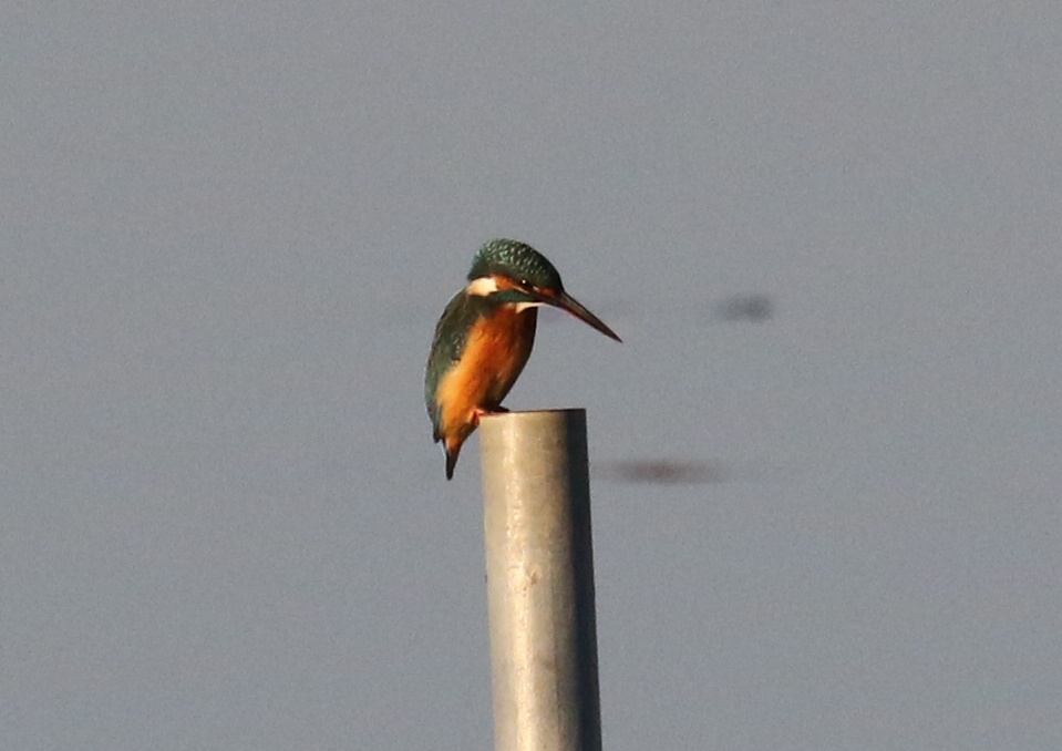 f:id:digibirds:20201114210554j:plain