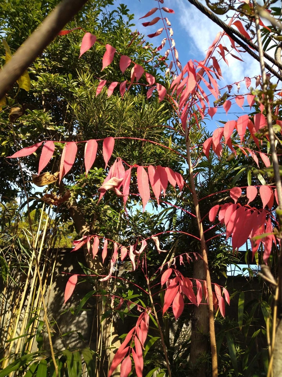 f:id:digibirds:20201209115347j:plain