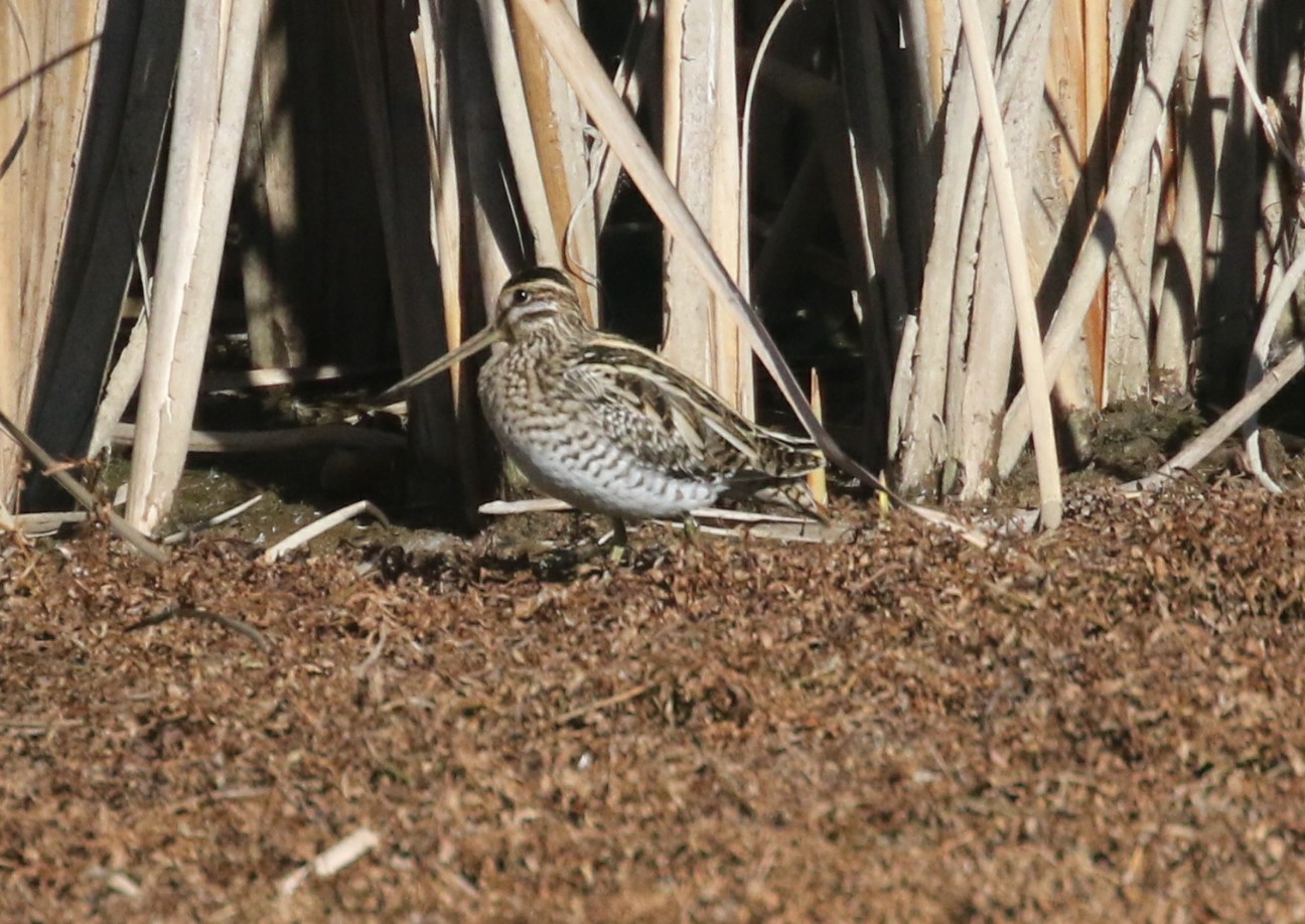 f:id:digibirds:20201217105523j:image