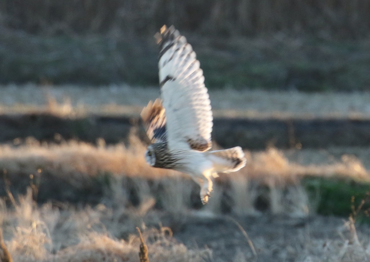 f:id:digibirds:20210102170931j:image f:id:digibirds:20210102170931j:image