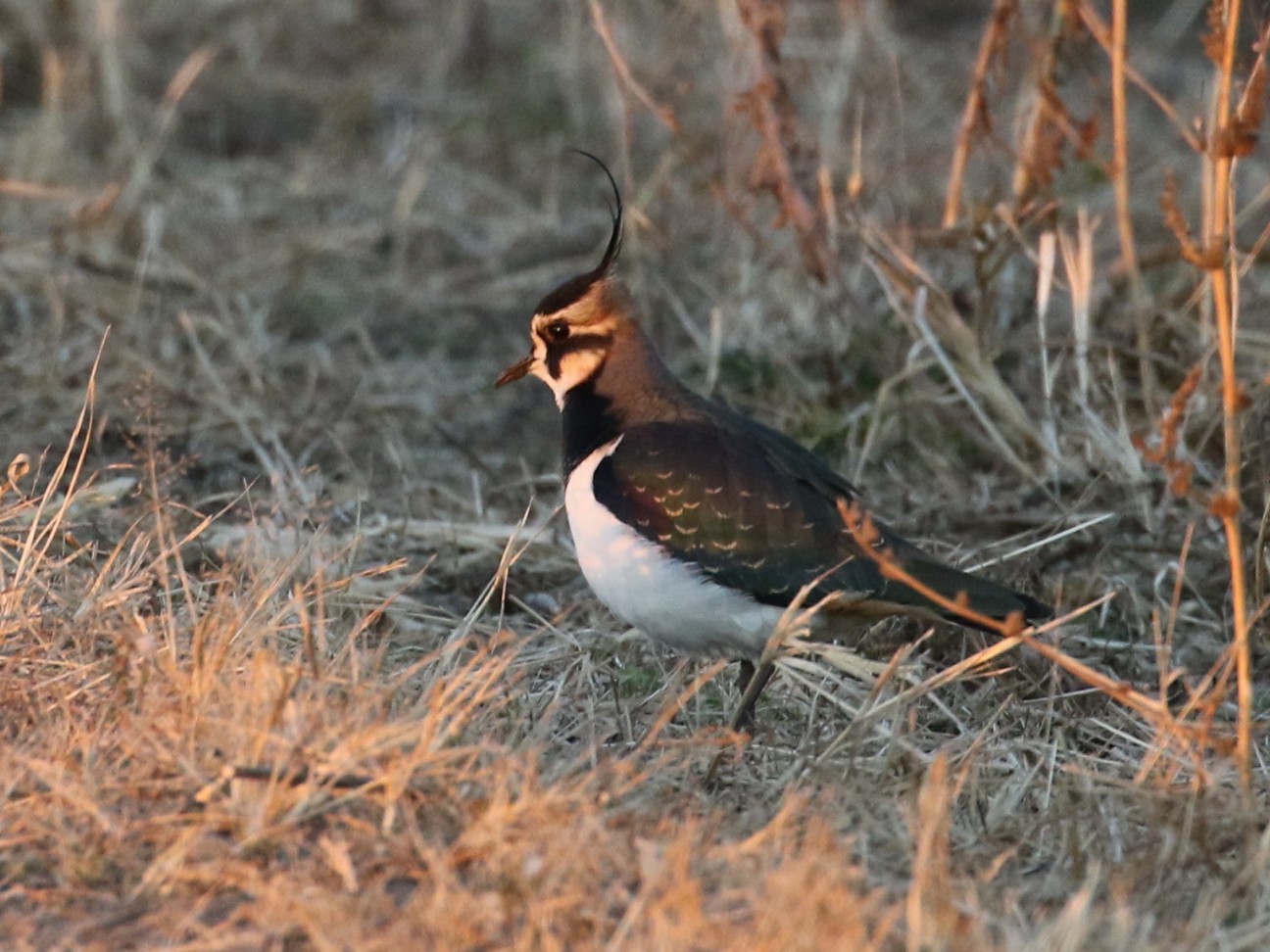 f:id:digibirds:20210103161623j:image