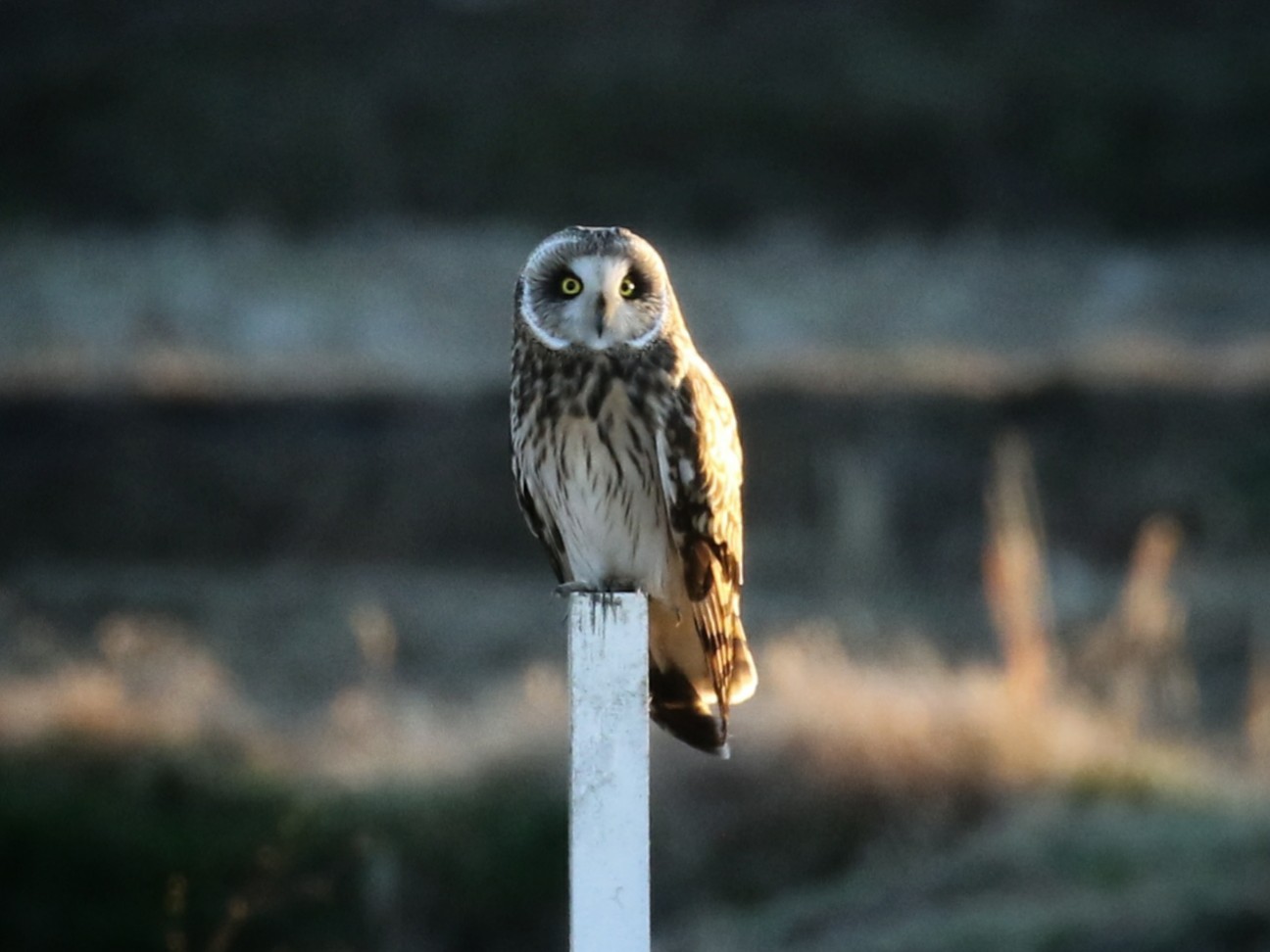 f:id:digibirds:20210104120510j:plain