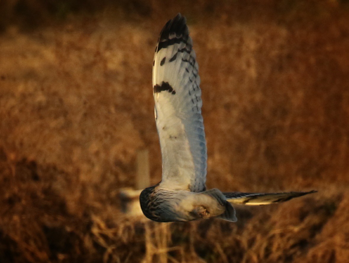 f:id:digibirds:20210104120601j:plain