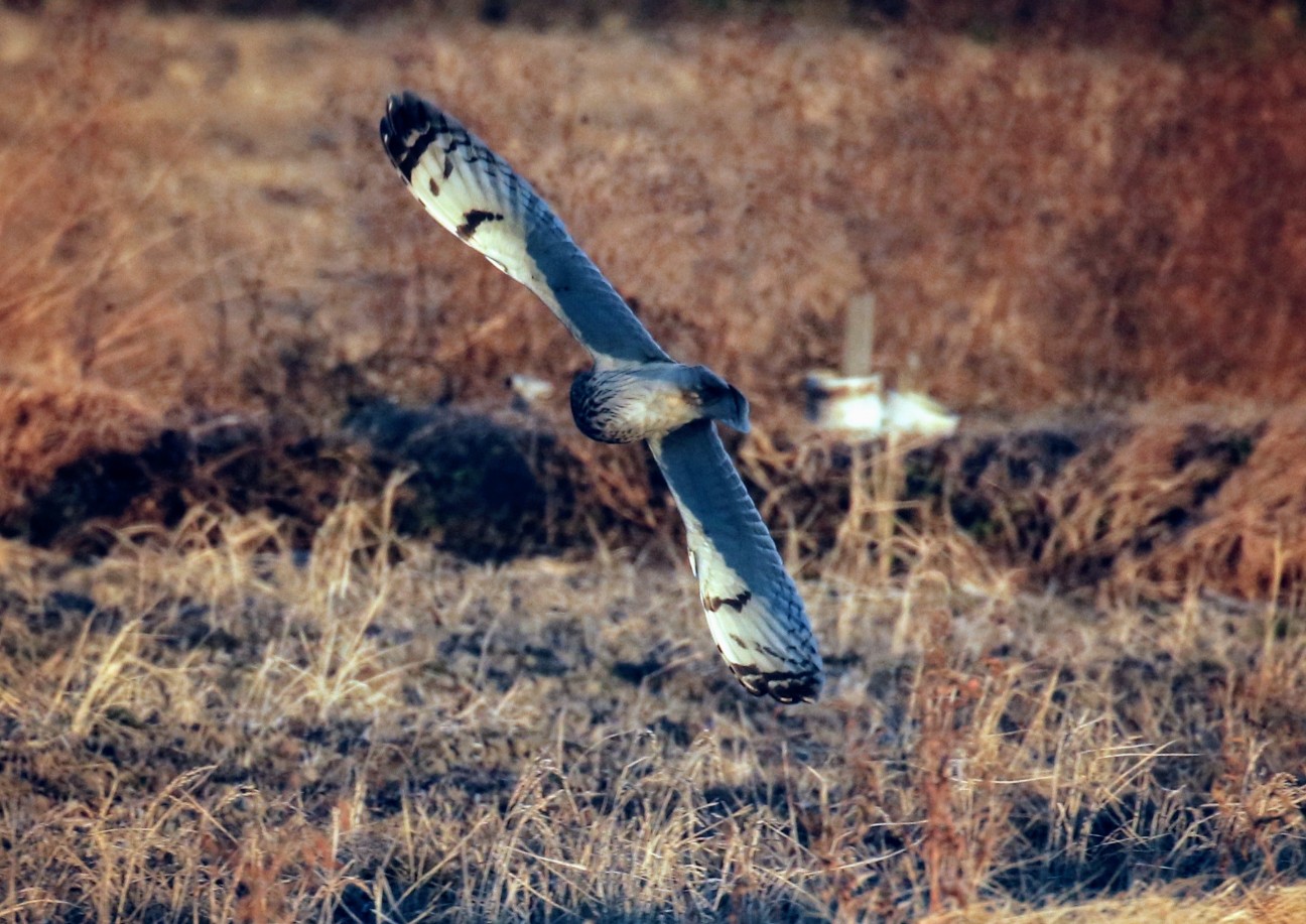f:id:digibirds:20210104154232j:plain