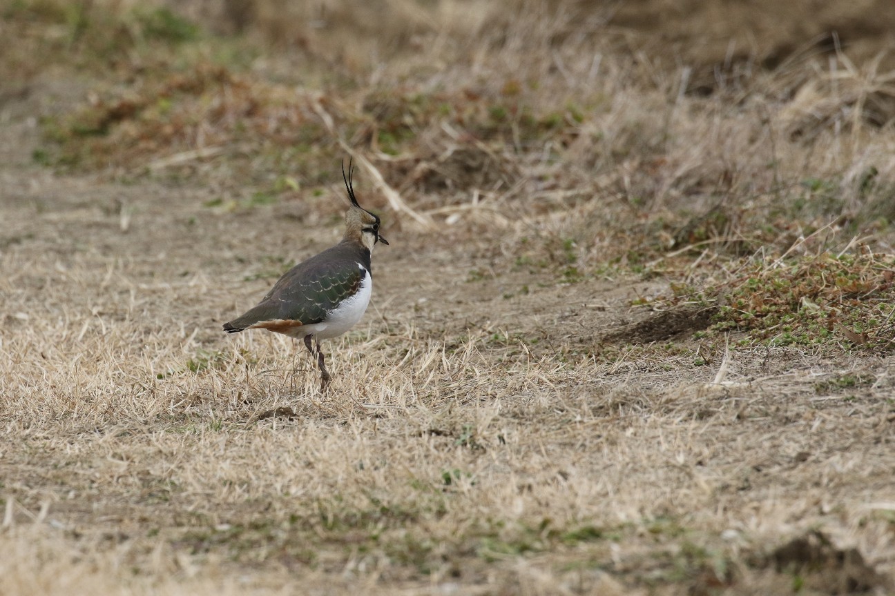 f:id:digibirds:20210105132608j:image f:id:digibirds:20210105132608j:image