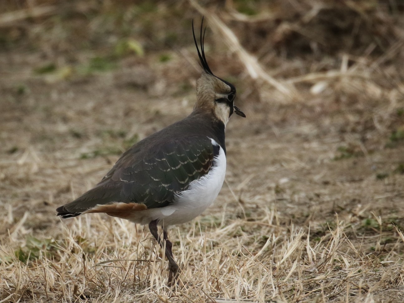 f:id:digibirds:20210105133649j:image f:id:digibirds:20210105133649j:image