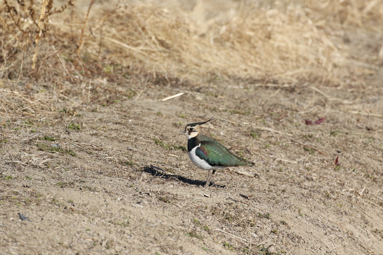 羽の美しい貴婦人タゲリ 初春玉手箱 アラナミキンクロ なかなかなかね野鳥と自然の写真館 羽の美しい貴婦人タゲリ 初春玉手箱 アラナミキンクロ なかなかなかね野鳥と自然の写真館