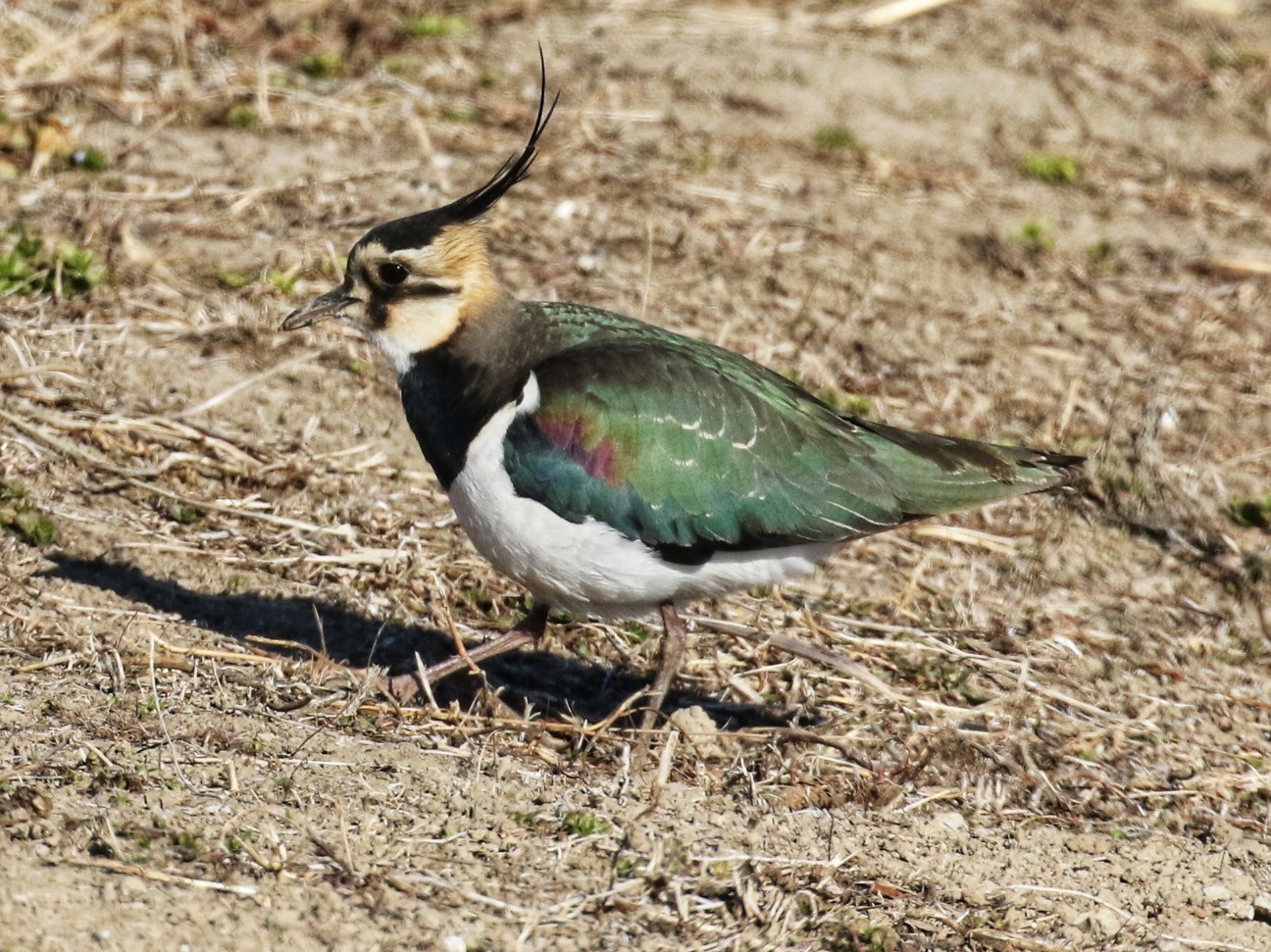 f:id:digibirds:20210108121224j:image f:id:digibirds:20210108121224j:image