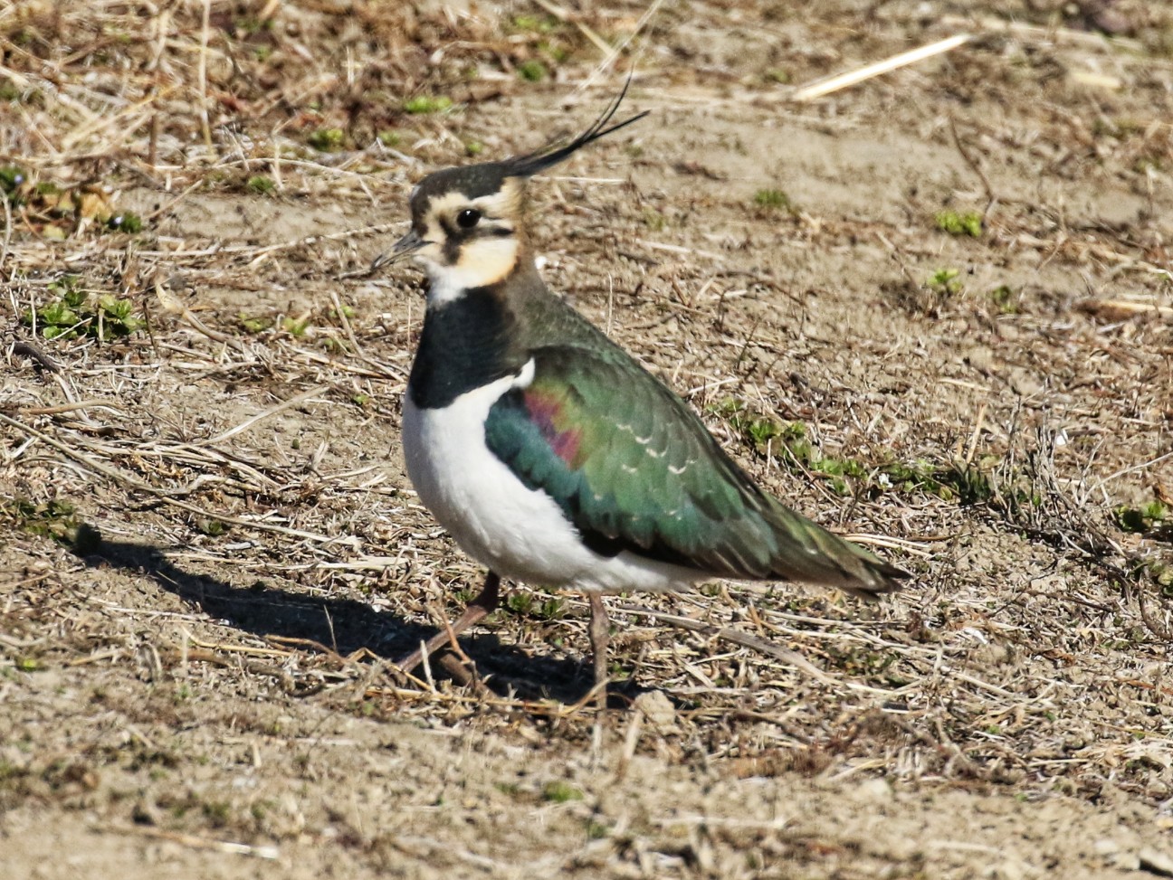 f:id:digibirds:20210108121248j:image f:id:digibirds:20210108121248j:image