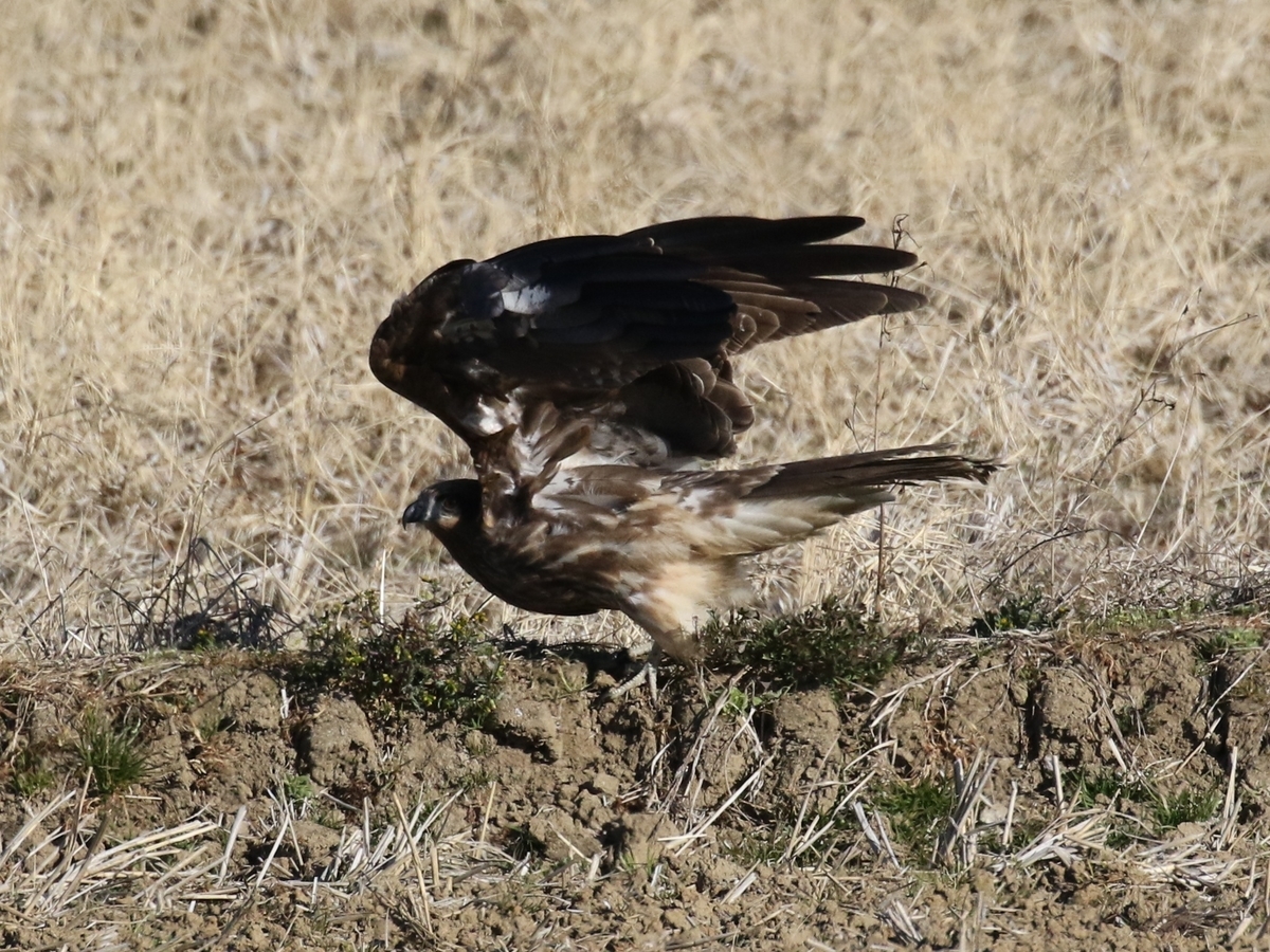 f:id:digibirds:20210108141441j:plain