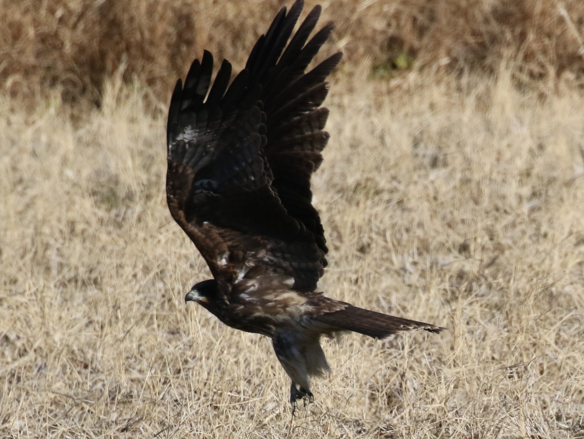 f:id:digibirds:20210108141521j:plain