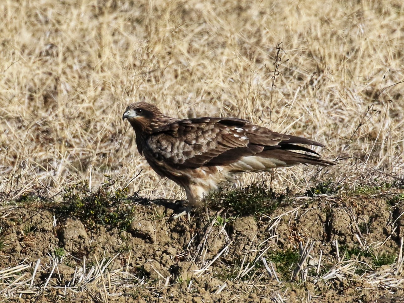 f:id:digibirds:20210108142628j:plain