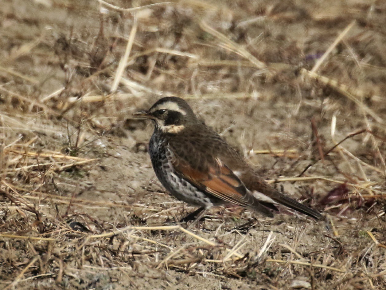 f:id:digibirds:20210108201725j:plain