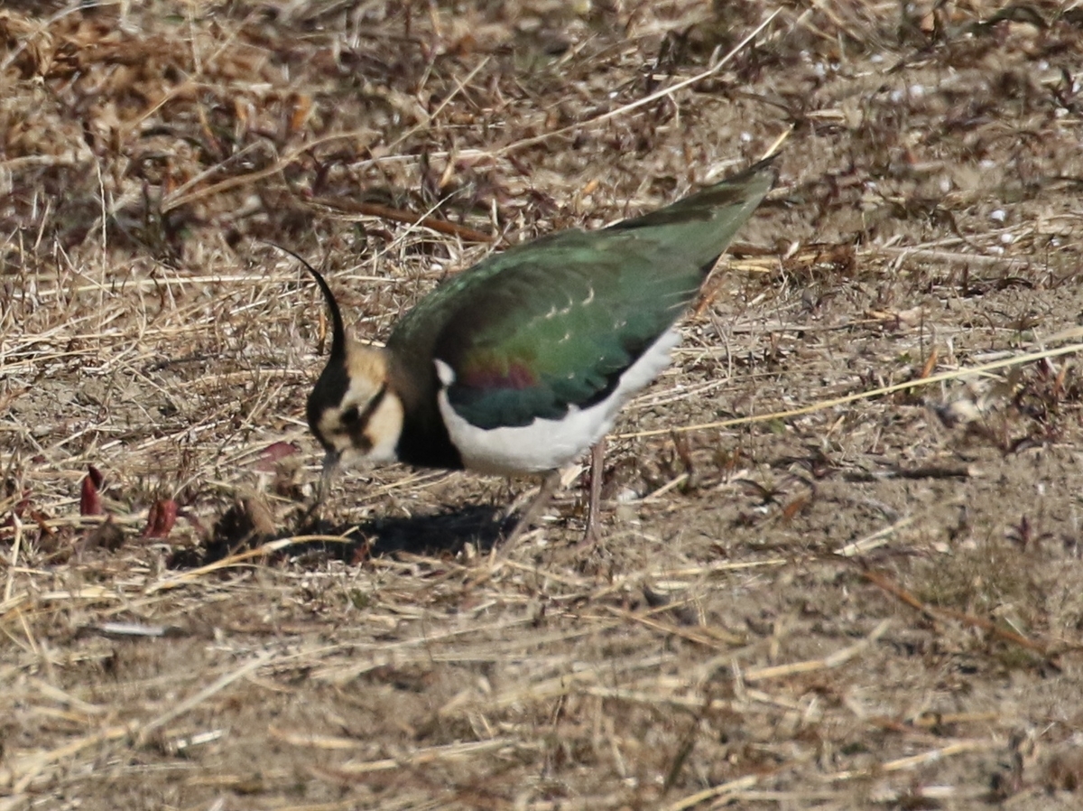f:id:digibirds:20210110074043j:plain